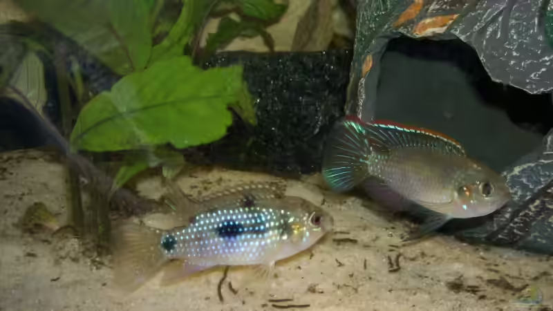 Anomalochromis thomasi (rechts: M., links: W.) - 08.02.2009 von Steffen Wenzel (17)