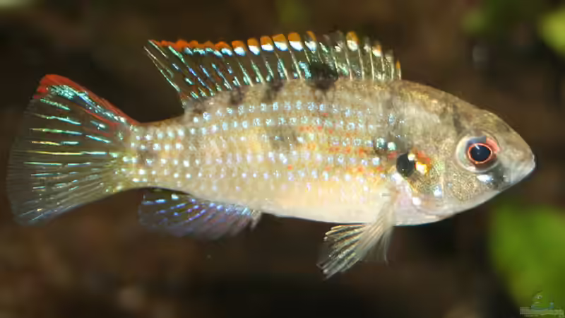 Anomalochromis thomasi von Malte (4)