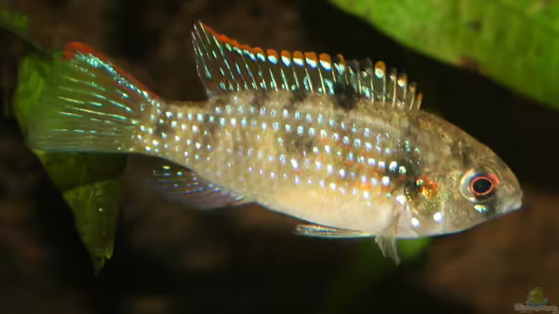 Aquarien mit Afrikanischen Schmetterlingsbuntbarschen (Anomalochromis thomasi) im Aquarium