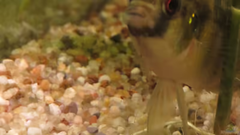 Aquarien mit Afrikanischen Schmetterlingsbuntbarschen (Anomalochromis thomasi) im Aquarium