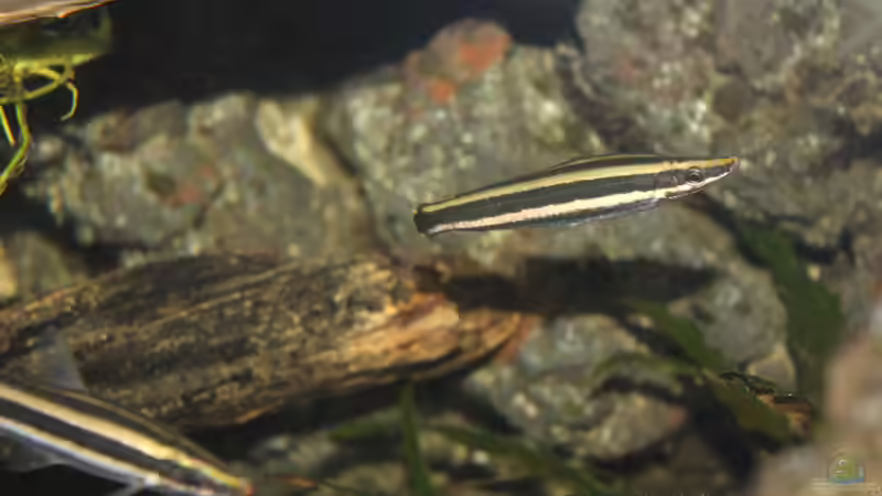 Anostomus ternetzi  von maxheadroom (63)