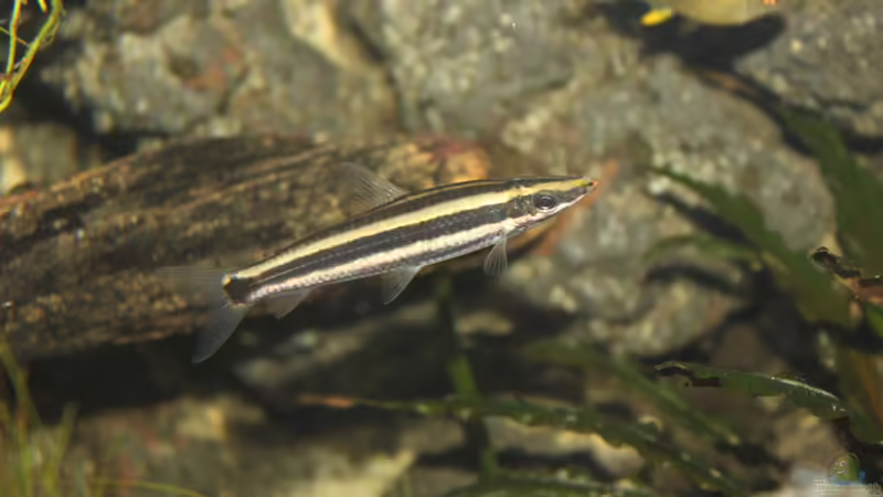 Anostomus ternetzi  von maxheadroom (64)