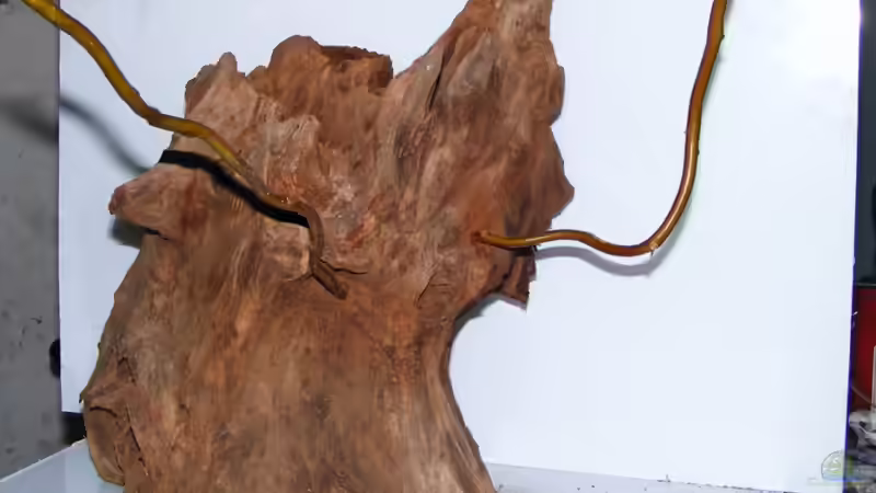 Anprobieren der Zweige von Falk (11)