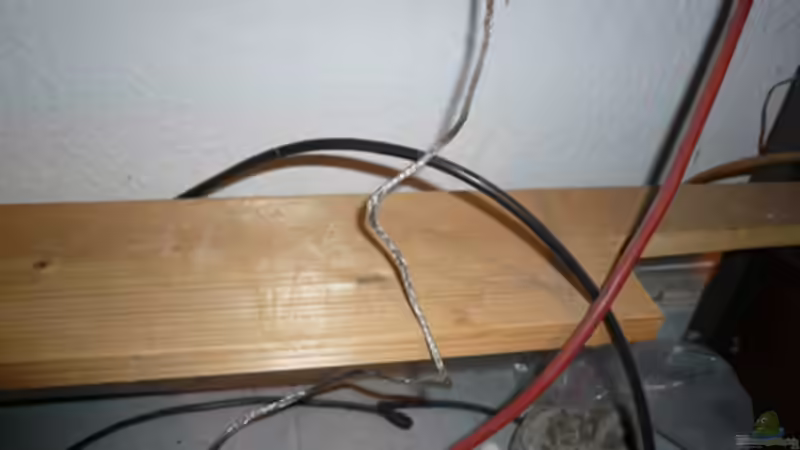 Ans silberne Kabel sollte man nicht packen,schon gar nicht mit nassen Händen von Cichlid Power (33)