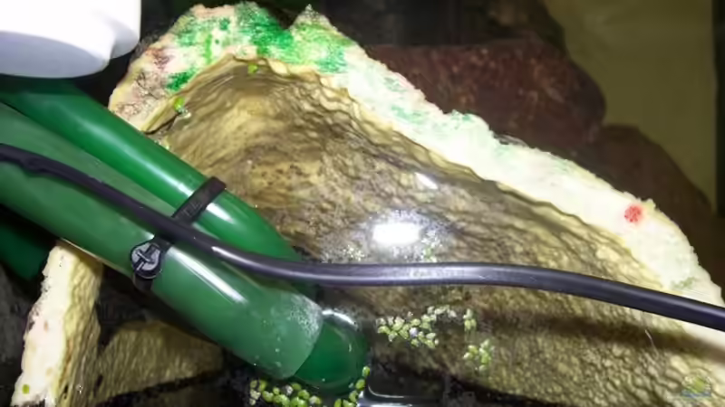 Ansaug 2 Eheim 2080 + Auslauf Eheim 2080 im Modulstein an der linken Scheibe von Michael Götz (12)