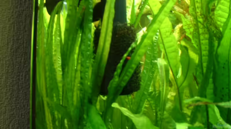 Ansaugkorbsicherung wegen der Garnelen von Herzilein (36)