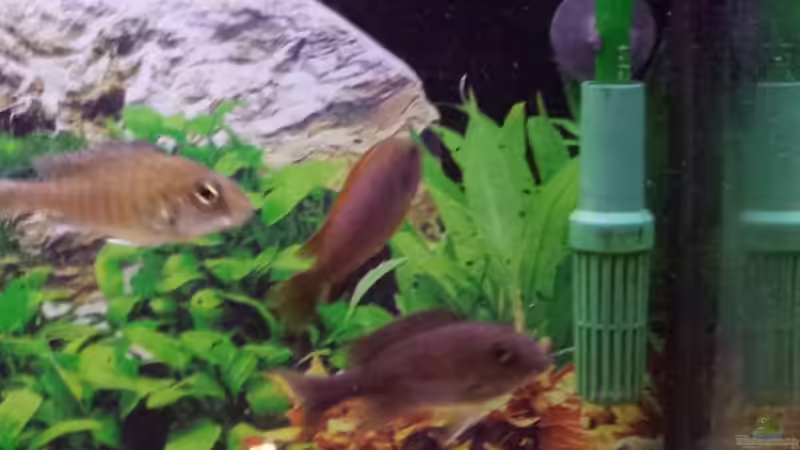 Ansaugseite Filter von Thomas Riemenschneider (26)