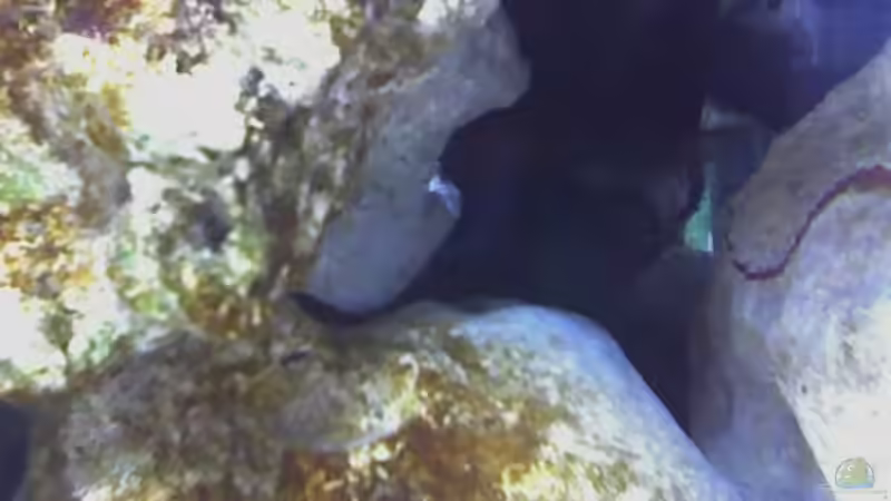 Ansaugung Aquatec 2210 von FischfanAQ (17)