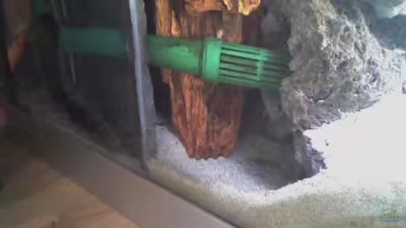 Ansaugung Fluval 403 von FischfanAQ (16)