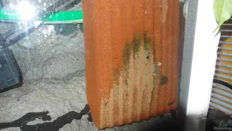 ansaugung Fluval fx5 über Filterschwamm von Hedylein (4)