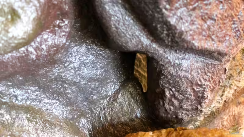 Ansaugung unten im Becken für Tunze von Cruiser Bruno (72)