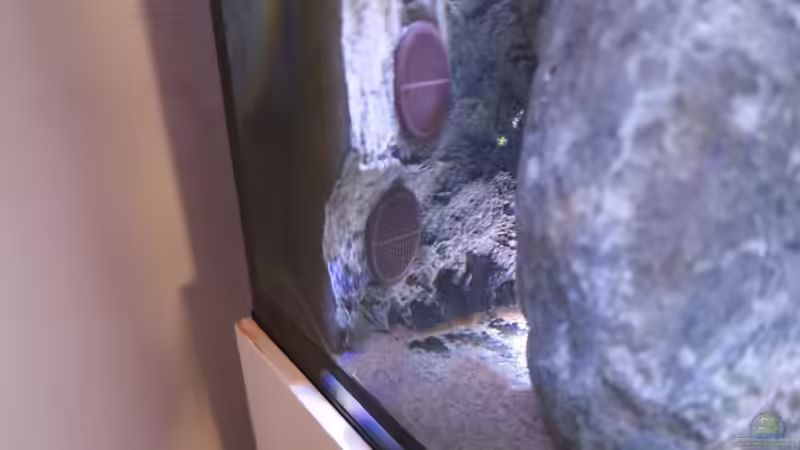 Ansaugung von Lynex (4)