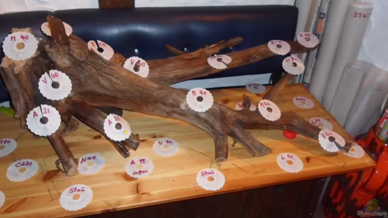 Wurzeln und Holz im Aquarium (Einrichtungsbeispiele mit Holz als Dekoration) 