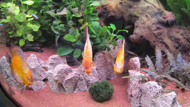 Ansicht - rechts 09.01.2011 von Jogi (5)