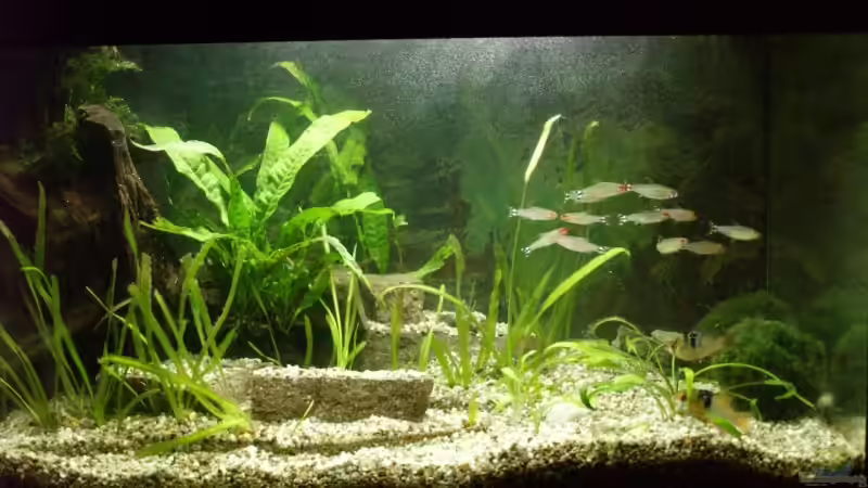 Ansicht 04.02.08 von Thomas Rengier (6)