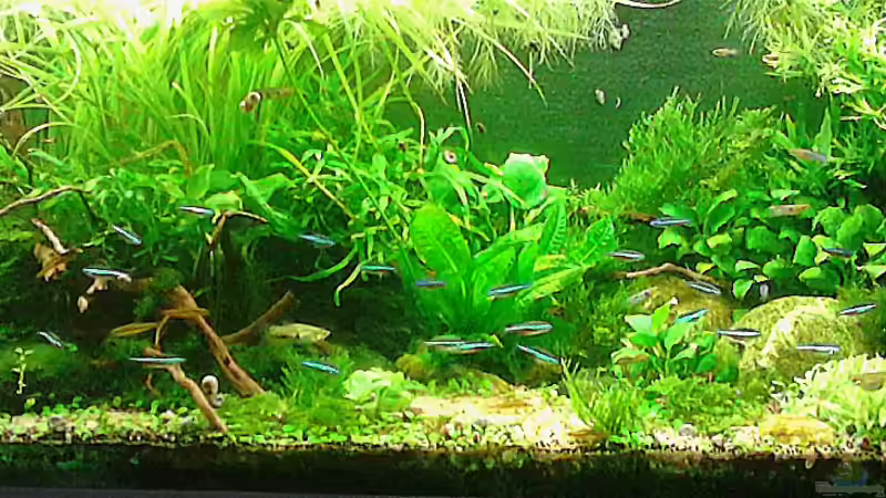 Ansicht 10.10.15 von Grünhexe (89)