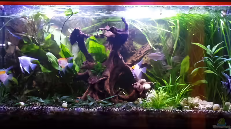 Ansicht 11.12.2014 von raubsau (1)