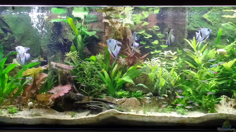 Ansicht 11.12.2014 von raubsau (1)