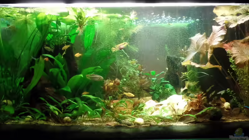 Ansicht 11.12.2014 von raubsau (1)