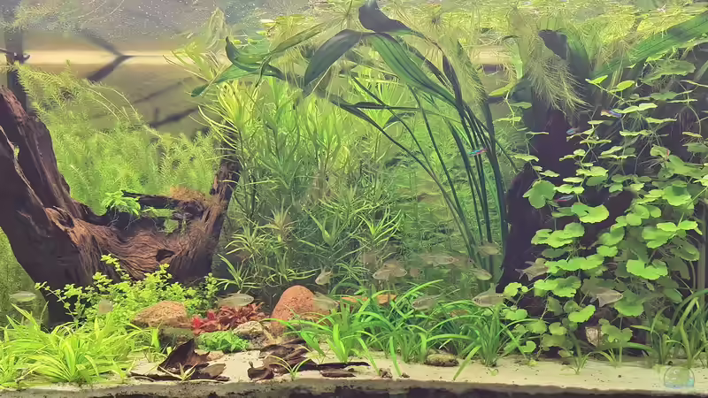 Ansicht 12.03.2025 von Piscis (1)