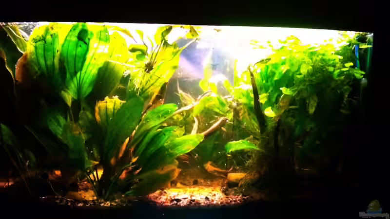 Ansicht 13.07.2011 von Caricciola (3)