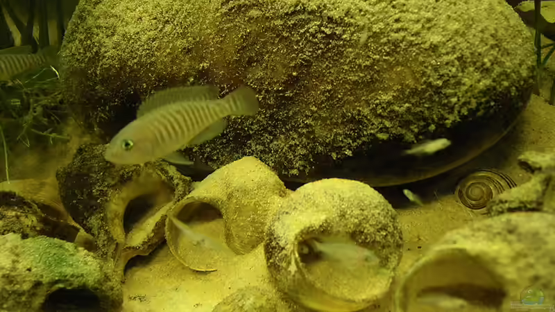 Ansicht 26.9.10 von Bazzi (16)