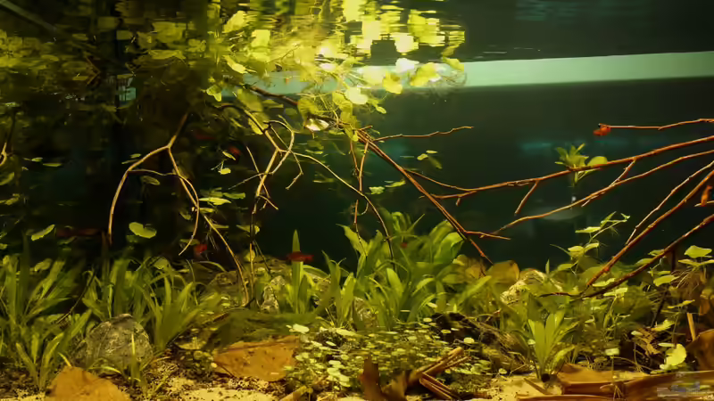 Ansicht am 17.07.2012 von die Perle... (5)