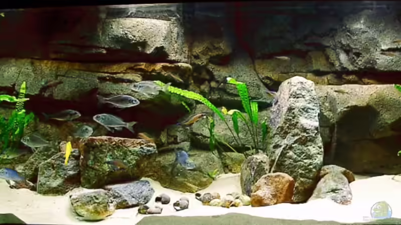 Ansicht am 19.05.2008, vier Monate nach der Einrichtung des Beckens