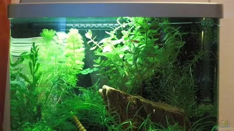 Ansicht Aq 30.09.2009 02 von Malawi TOM (11)