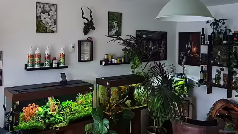 Ansicht auf das Aquarium von der Couch aus von David Schneider Aquaristik (2)