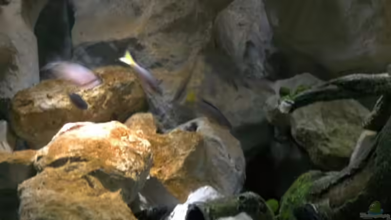 Ansicht auf Linke Seite des Beckens von rayskin (8)