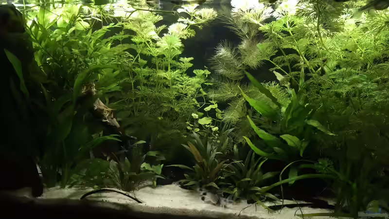 Ansicht aus der Küche von Maji (1)