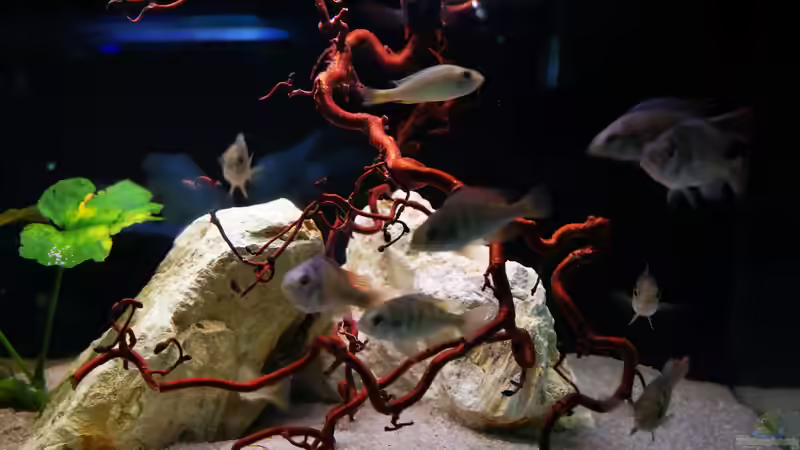 Ansicht Becken von tonisafricancichlids (4)