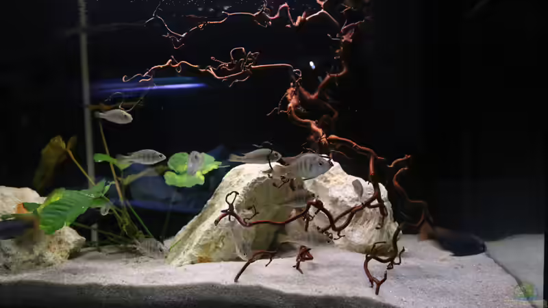 Ansicht Becken von tonisafricancichlids (5)