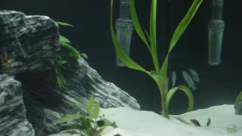 Ansicht der Pflanzen 1 von Klaus Muckenheim (4)