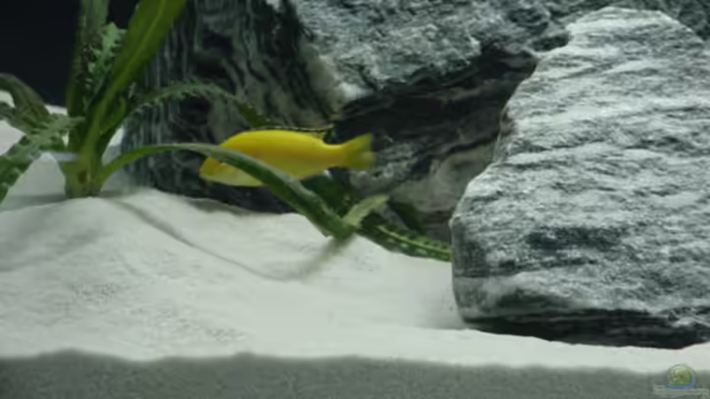 Ansicht der Pflanzen 2 von Klaus Muckenheim (5)