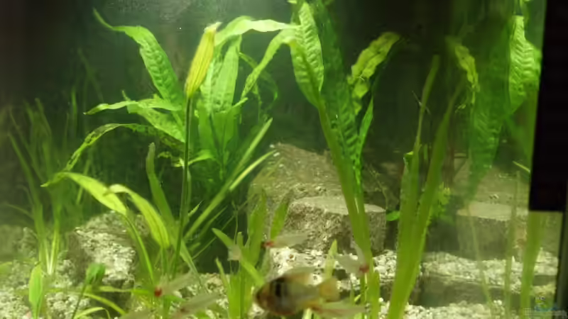 Ansicht der Seite von Thomas Rengier (5)