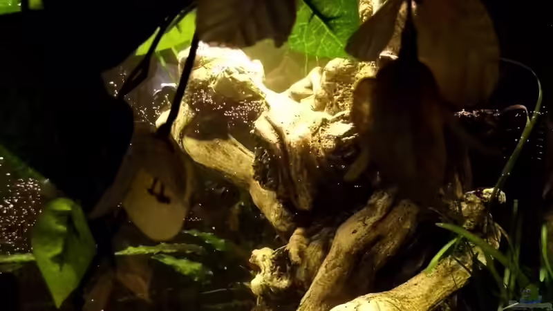 Ansicht des Beckens durch die Dekopflanze von snooze (5)