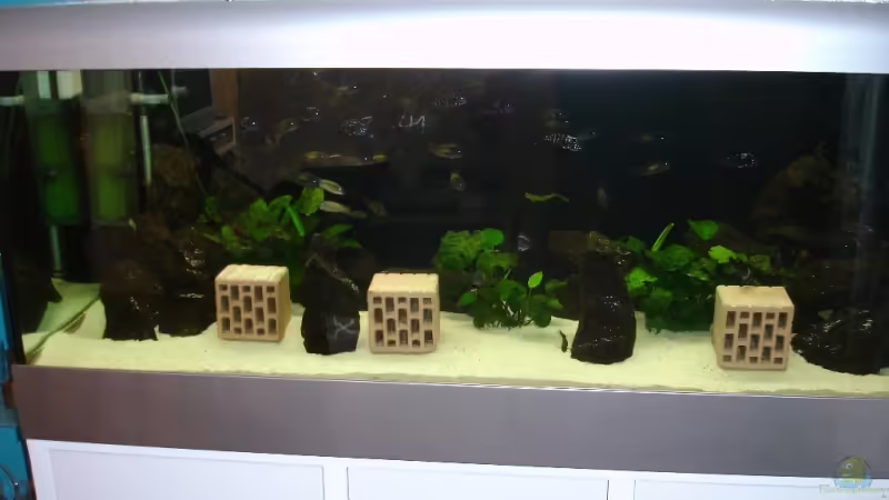 Ansicht des Beckens von Frank Schnippering (1)