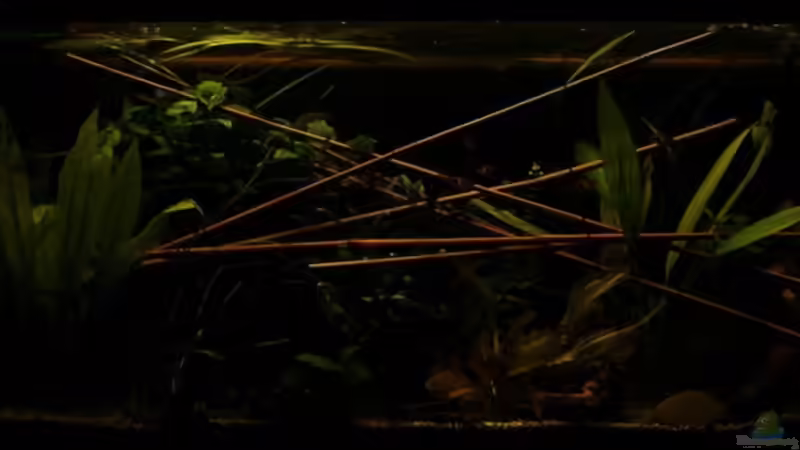 Ansicht Dez 2008 von Zwanni (15)