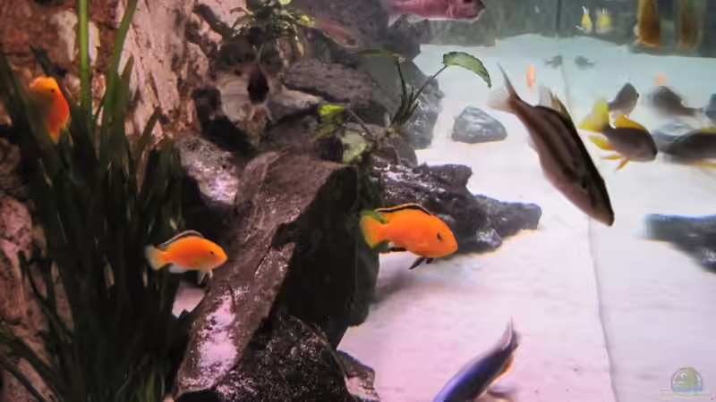 Ansicht durch die linke Beckenscheibe von baule2002 (7)