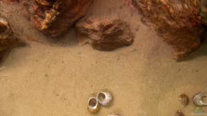 Ansicht durch die Wasseroberfläche von Malawigo (12)