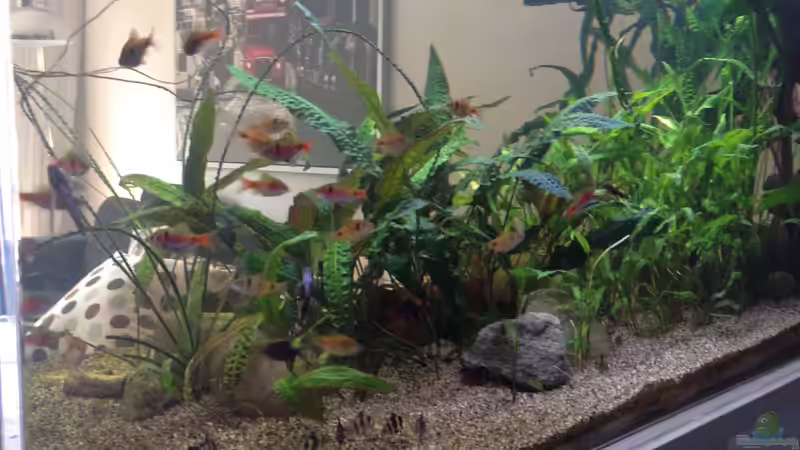 Ansicht Essbereich 2 mit Barben - 2014 von schmitzkatze (7)