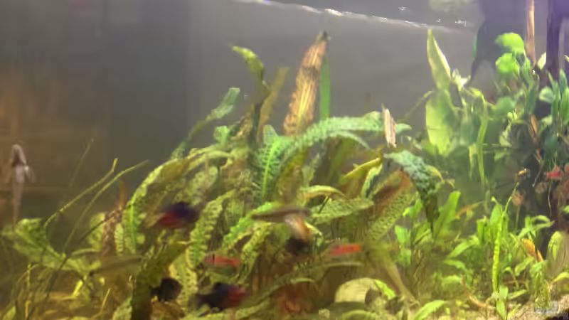 Ansicht Essbereich Dezember 2015 von schmitzkatze (3)