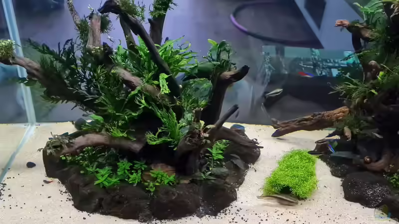 Ansicht Esszimmer Insel 27.05.21 von hange (13)