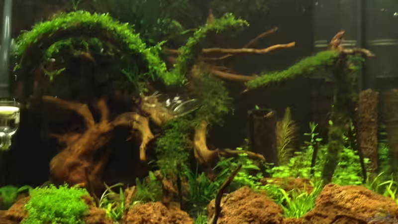 ansicht front am 16.08.2012 von Walde (7)