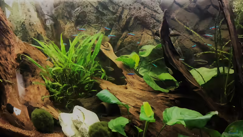 Ansicht Gesellschaftsaquarium von Tina50 (15)