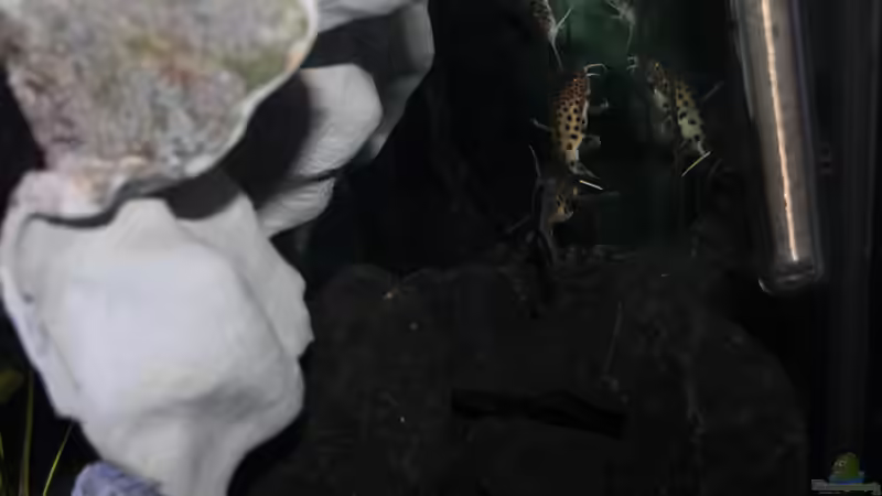 Ansicht hinter der Rückwand von chR576 (15)