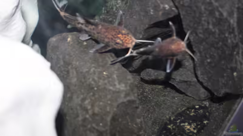 Ansicht hinter der Rückwand von chR576 (16)