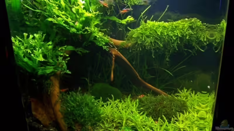 Ansicht Juni 2008 von Buster (3)